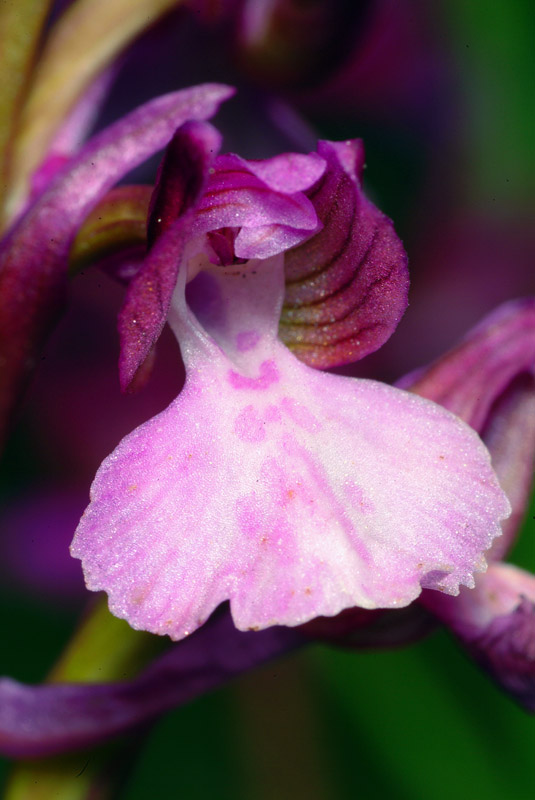 Orchis papilionacea e ibrido...